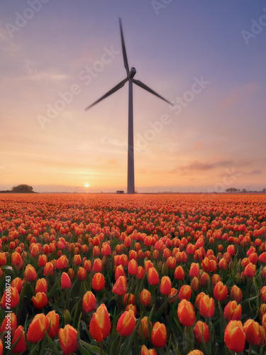 A field of tulips during sunset. A wind generator in a field in the Netherlands. Green energy production. Landscape with flowers during sunset. Photo for wallpaper and background. © biletskiyevgeniy.com