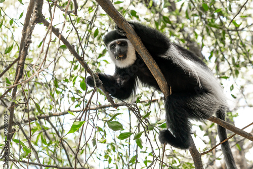 Ethiopia, wild Abyssinian colobus monkeys  photo