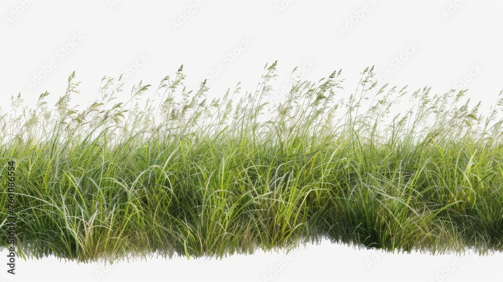 A dense and lush arrangement of green grass blades isolated on a white background, represents abundance and vitality A dense and lush arrangement of green grass blades isolated on a white background, represents abundance and vitality