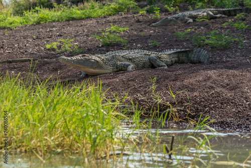 Ethiopia, Crocodylus niloticus in Lake Chamo photo