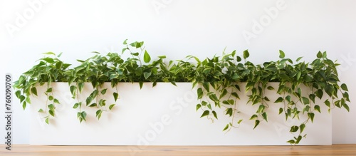 An evergreen shrub is thriving in a rectangular container attached to the white wall of a building, adding a touch of natural art to the urban landscape