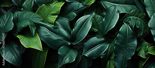 Banana leaves background. Tropical jungle leaves texture.