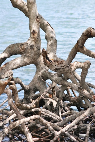 la presencia del mar nos proporciona diferentes imagenes botes o manglares tratando de sobrevivir.