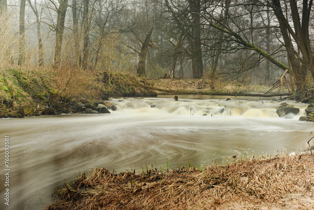 Mała, dzika, nieuregulowana rzeka bezśnieżną zimą. Woda ma ciemnobrązowy kolor. Wokół rośnie wysoki, bezlistny las. Koryto rzeki przecina mały spieniony wodospad. - obrazy, fototapety, plakaty 