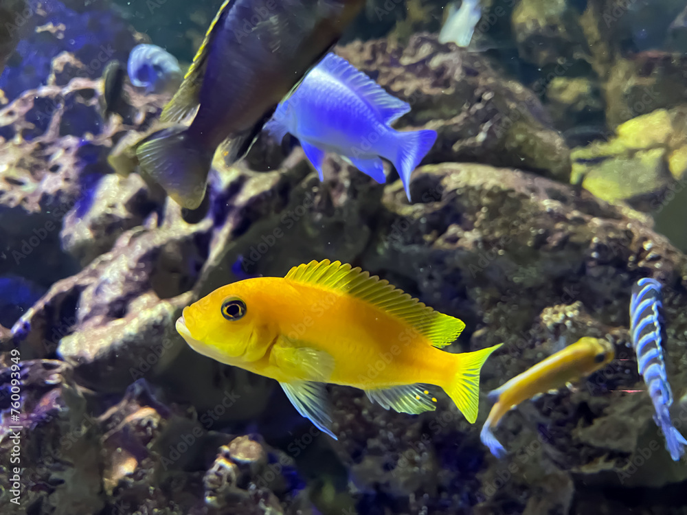 Poisson jaune
