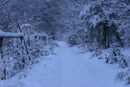 Leśna droga w sosnowym lesie. Jest zima, ziemię, gałęzie drzew pokrywa gruba warstwa śniegu. Jest pochmurny dzień. © boguslavus