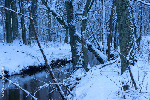 Fototapeta Naklejka Na Ścianę i Meble -  Mała, dzika, nieuregulowana rzeka zimą. Woda ma ciemnobrązowy kolor. Wokół rośnie wysoki, bezlistny las. Brzegi i drzewa pokrywa warstwa śniegu.