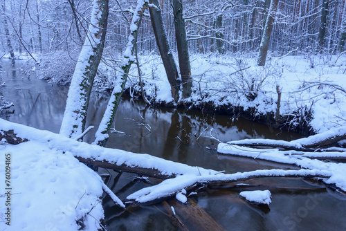 Mała, dzika, nieuregulowana rzeka zimą. Woda ma ciemnobrązowy kolor. Wokół rośnie wysoki, bezlistny las. Brzegi i drzewa pokrywa warstwa śniegu.