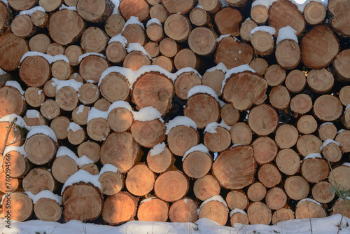 Drewniane pnie ułożone na stercie po ścięciu w lesie. Widok od strony cięcia. Pnie pokrywa cienka warstwa śniegu. © boguslavus