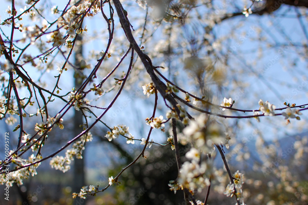 Bokeh Spring branch of a tree Bokeh Spring branch of a tree