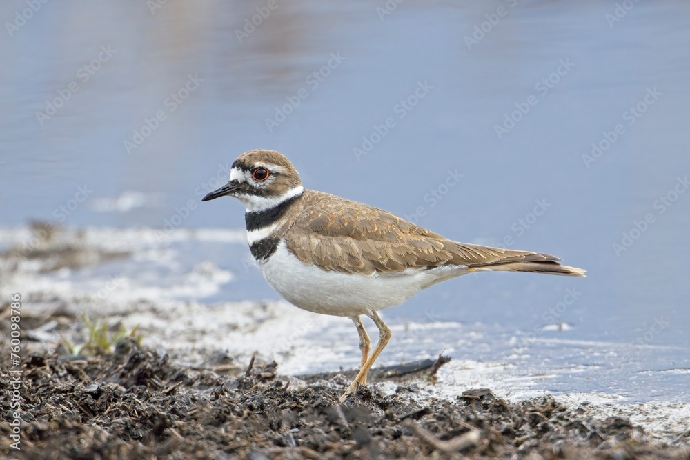 Cute killdeeer bird by the water. Cute killdeeer bird by the water.