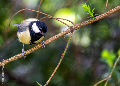 Photography Great Tit (Parus major) - Widespread across Europe & Asia