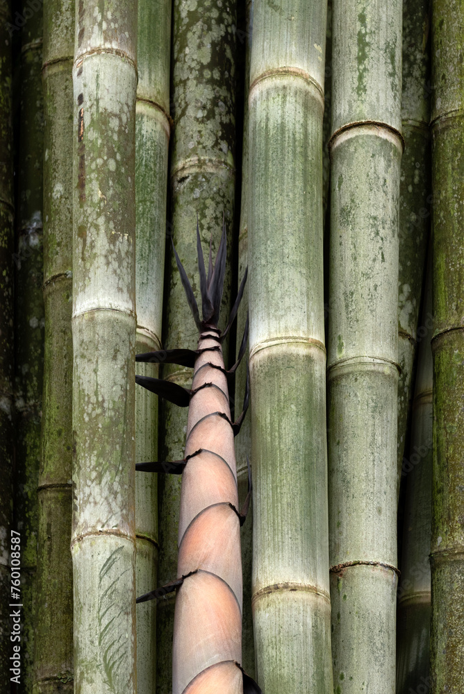 Bamboo stems and bamboo sprout Bamboo stems and bamboo sprout