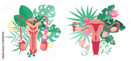 Female and male reproductive systems in anatomy diagram with flowers and plants set. Healthy genitals of man and woman with floral decorations, leaves and spring blossoms cartoon vector illustration © lembergvector