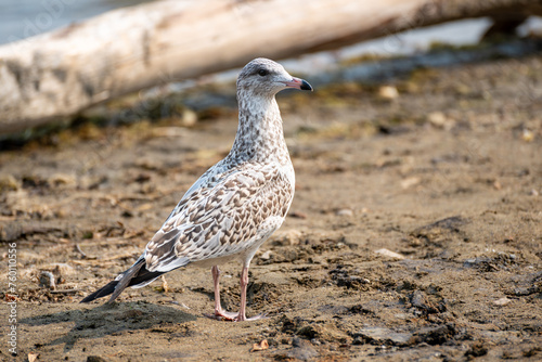 Western juvenile gull inland on a lake shore