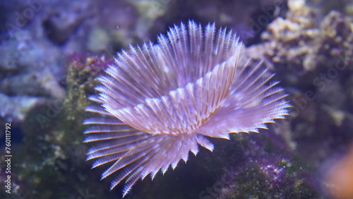  Feather Duster Worms are named for their distinctive feathery appendages, known as radioles, which they use for filter feeding and respiration. |光纓蟲屬 photo