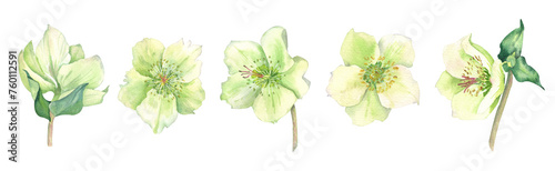 Watercolor white flowers set . Spring hellebores. Isolated botanical illustration on transparent background. Hand drawn clip art.	 photo