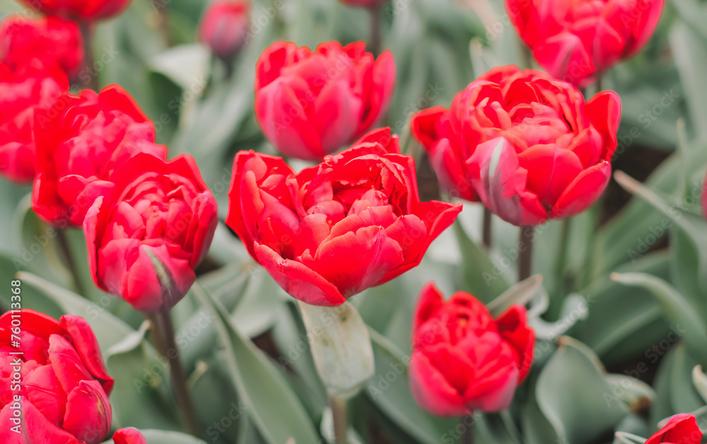 Fototapeta premium Close-up of a cluster of bright red tulips in full bloom