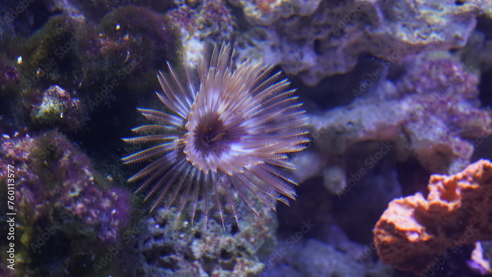 Feather Duster Worms are named for their distinctive feathery appendages, known as radioles, which they use for filter feeding and respiration. |纓鰓蟲科 Feather Duster Worms are named for their distinctive feathery appendages, known as radioles, which they use for filter feeding and respiration. |纓鰓蟲科