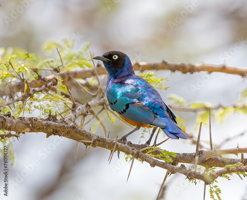 Superb Starling on Thorns