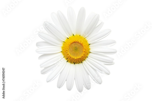 Elegant white daisy flower, its beauty highlighted against a clean white background. © Stock