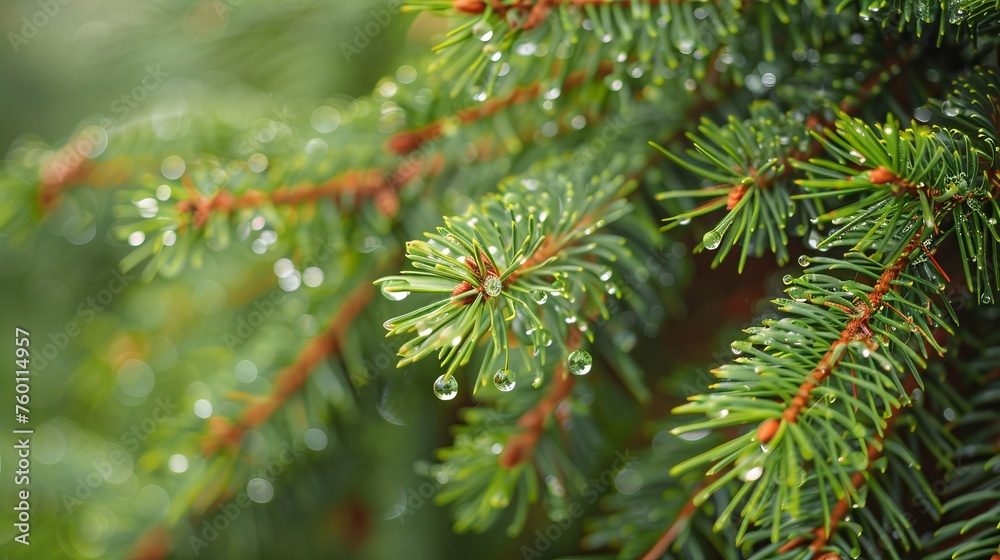 Close-up of a spruce branch with drops after rain. Natural background. The concept of awakening and purity of nature Close-up of a spruce branch with drops after rain. Natural background. The concept of awakening and purity of nature