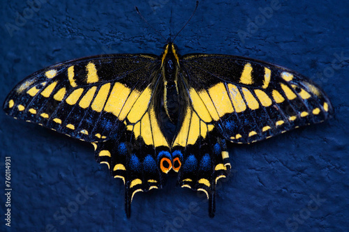 Anise Swallowtail Butterfly, Papilio zelicaon, Closeup, Baja California photo