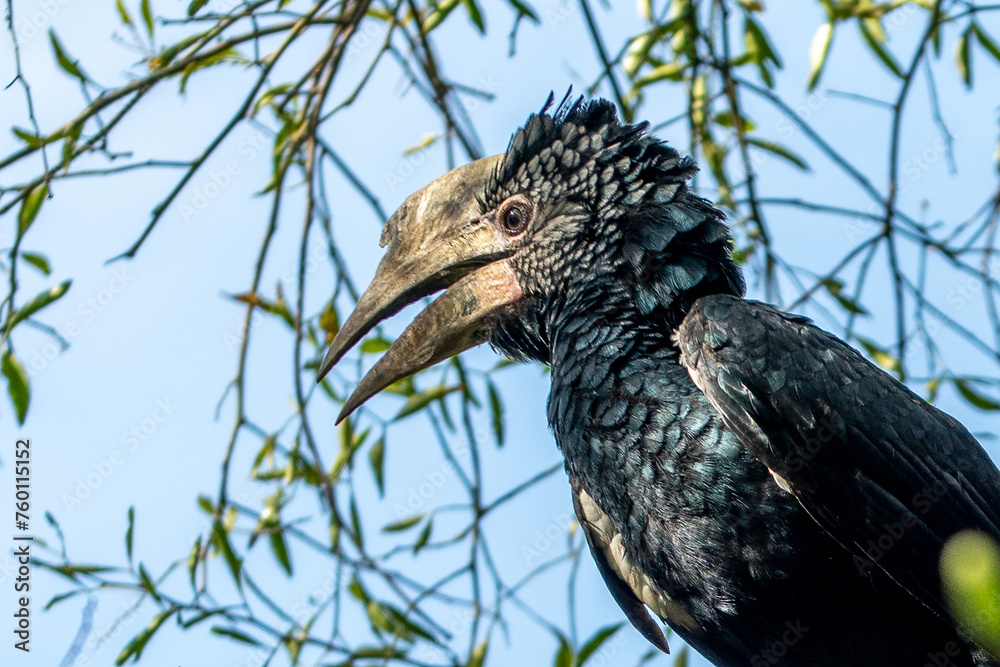 Fototapeta premium Ethiopia, African Grey Hornbill