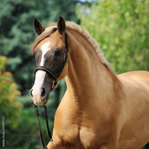 Buckskin Tobiano Sabino Rabicano Horse