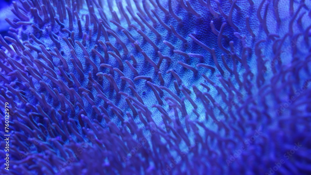 Carpet anemones are known for their large size and carpet-like appearance, hence their name. |彩色地毯海葵