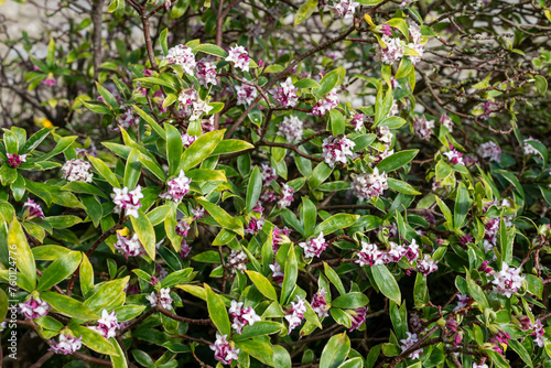 Daphne (perfume princess) flowers in bloom
