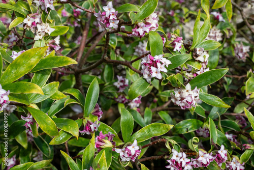 Photos Daphne (perfume princess) flowers in bloom