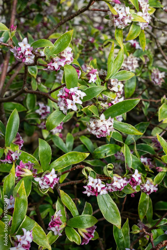 Fototapeta Naklejka Na Ścianę i Meble -  Daphne (perfume princess) flowers in bloom
