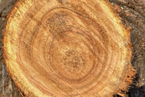 Photography cross section on hardwood tree trunk, texture for design elements, determine the