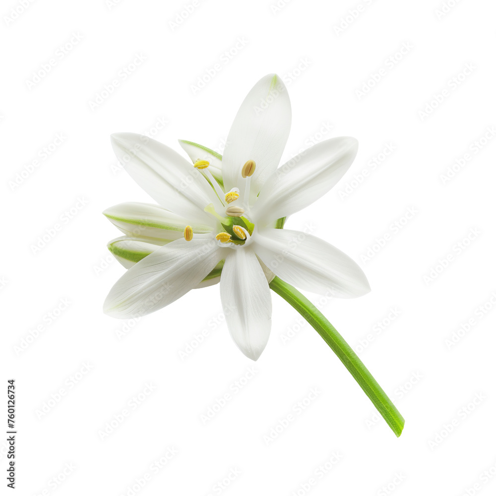 bouquet of lilies of the valley bouquet of lilies of the valley