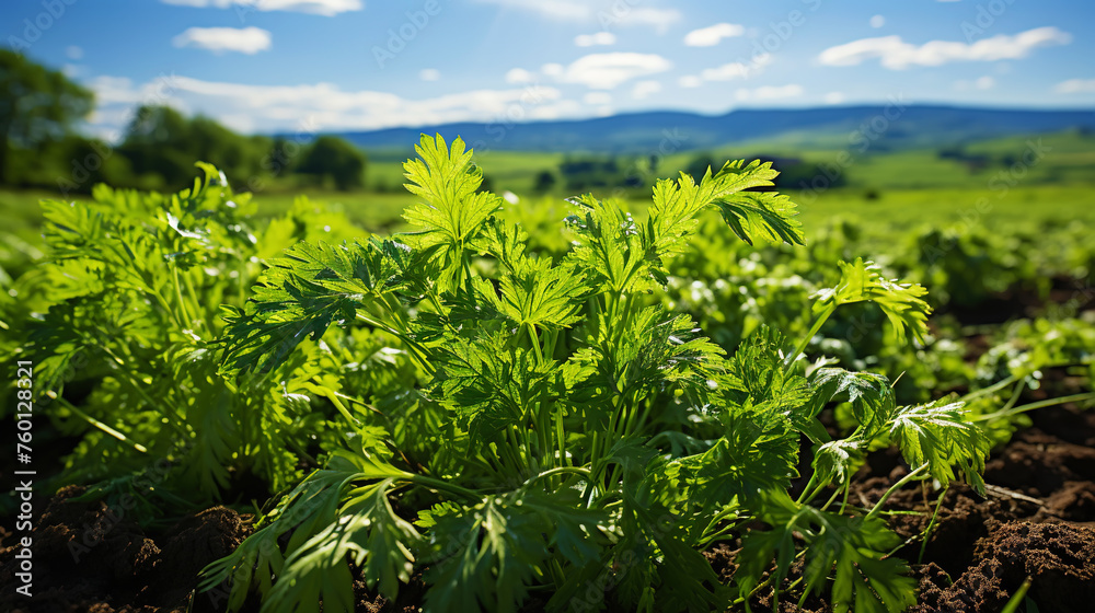 Carrot greens in high quality fields for daily nutritional needs. Generative AI Carrot greens in high quality fields for daily nutritional needs. Generative AI