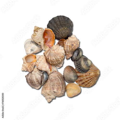 Sea shells isolated on plain background , element can be used for design project.