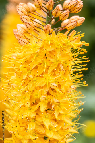 Eremurus Cleopatra Foxtail Lily in flowers garden photo