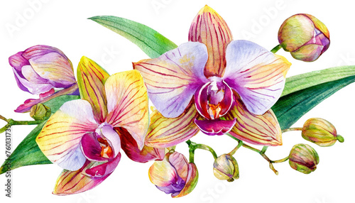 purple orchid flower isolated on transparent background  PNG flowers decoration