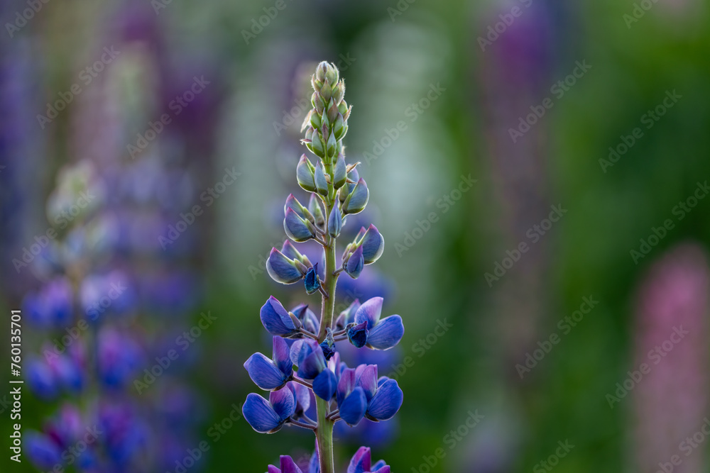 Lupine flowers in a foggy field during sunset in the Moscow region Lupine flowers in a foggy field during sunset in the Moscow region