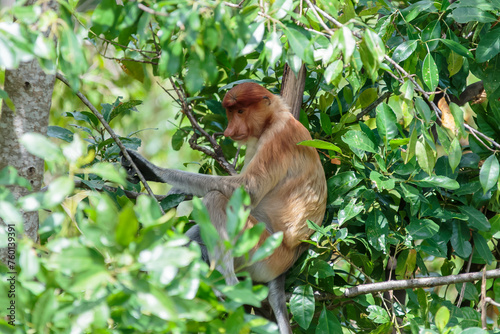 The proboscis monkey  Nasalis larvatus  or long-nosed monkey is a reddish-brown arboreal Old World monkey with an unusually large nose. It is endemic to the southeast Asian island of Borneo.