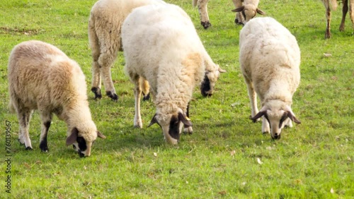 Sheep grazing on green grassy meadow: wooly domestic animals on pasture. Ewe and lamb on rural farm in the countryside.
