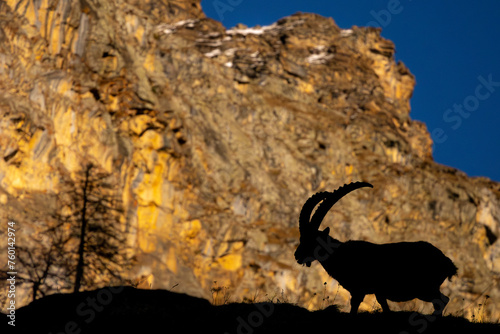 The striking silhouette of an Alpine Ibex with its curved horns against the rugged mountain backdrop during twilight