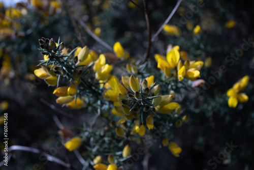 Closeup of a common gorse branch with yellow flowers