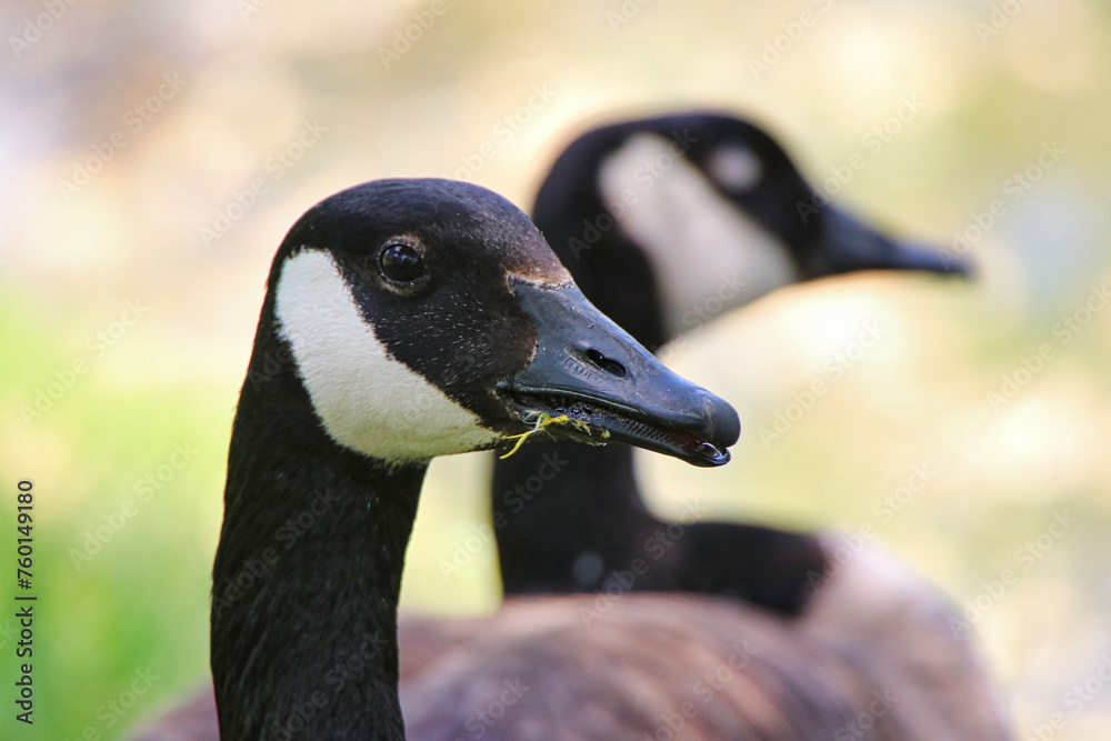Close up of a pair of Canada Geese on a warm sunny day Close up of a pair of Canada Geese on a warm sunny day