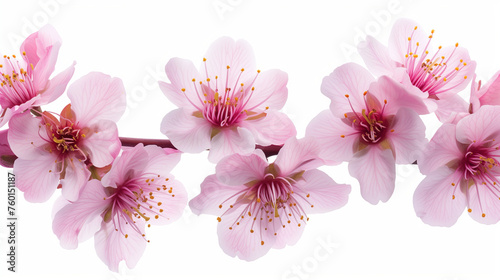 Pink cherry blossom on white background, isolated Sakura tree branch