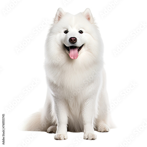 alaskan malamute puppy isolated