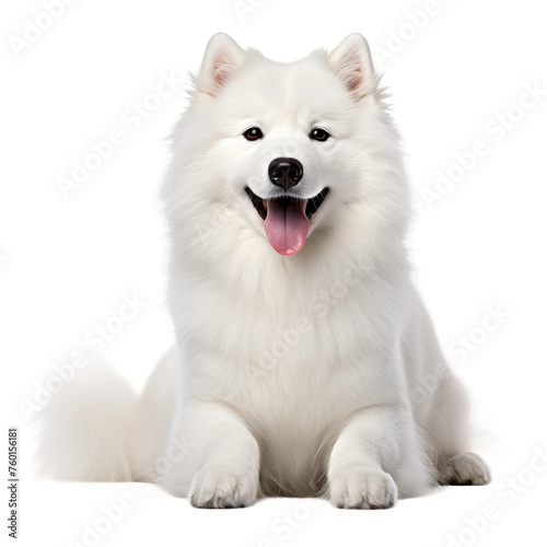 alaskan malamute puppy