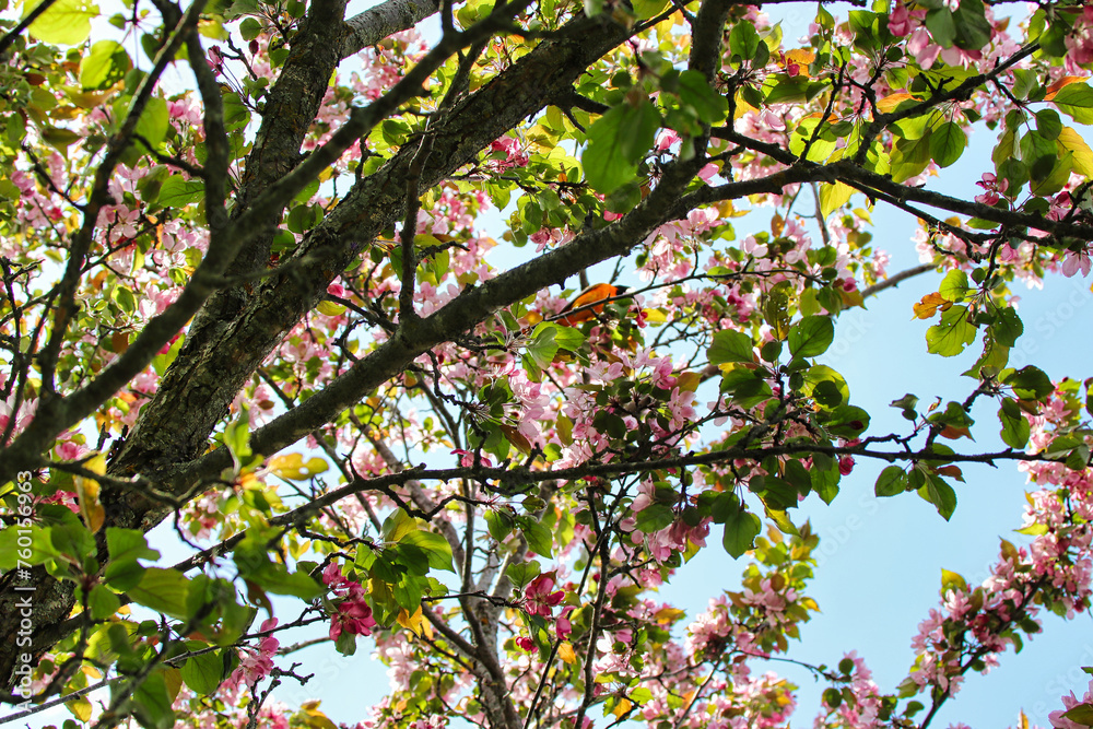 Pink crabapple blossoms framed against a bright sky at the Dominion Arboretum,Ottawa,Ontario,Canada Pink crabapple blossoms framed against a bright sky at the Dominion Arboretum,Ottawa,Ontario,Canada