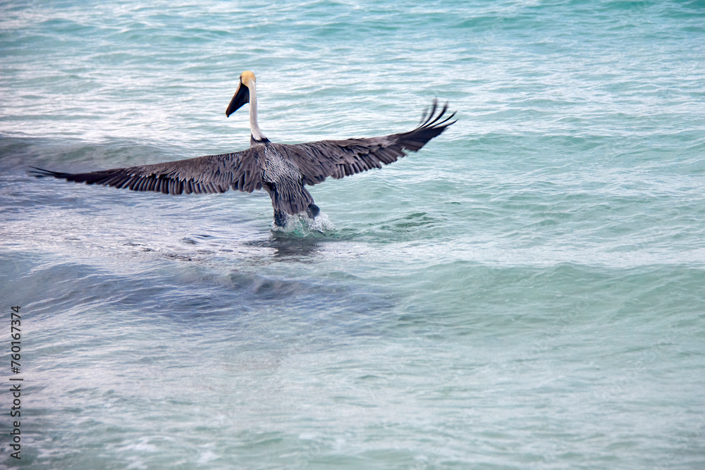 Fototapeta premium Pelicanos en Cancún, México.